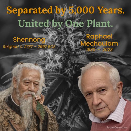 SativaCore Original Artwork - 5,000 Years of Cannabis History - Shennong - Raphael Mechoulam