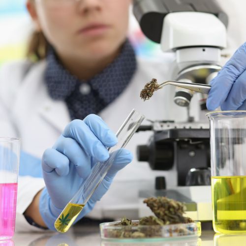 A female scientist in a laboratory wearing blue gloves, using a microscope and test tubes to analyze cannabis flower samples. The image represents the scientific rigor and 'no hype' approach of SativaCore in pharmaceutical-grade botanical research.
