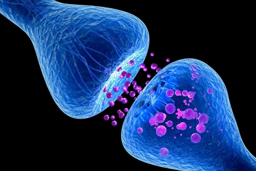 Conceptual illustration of a neural synapse, providing visual context for communication processes within the Endocannabinoid System and their relation to physical regulation.
