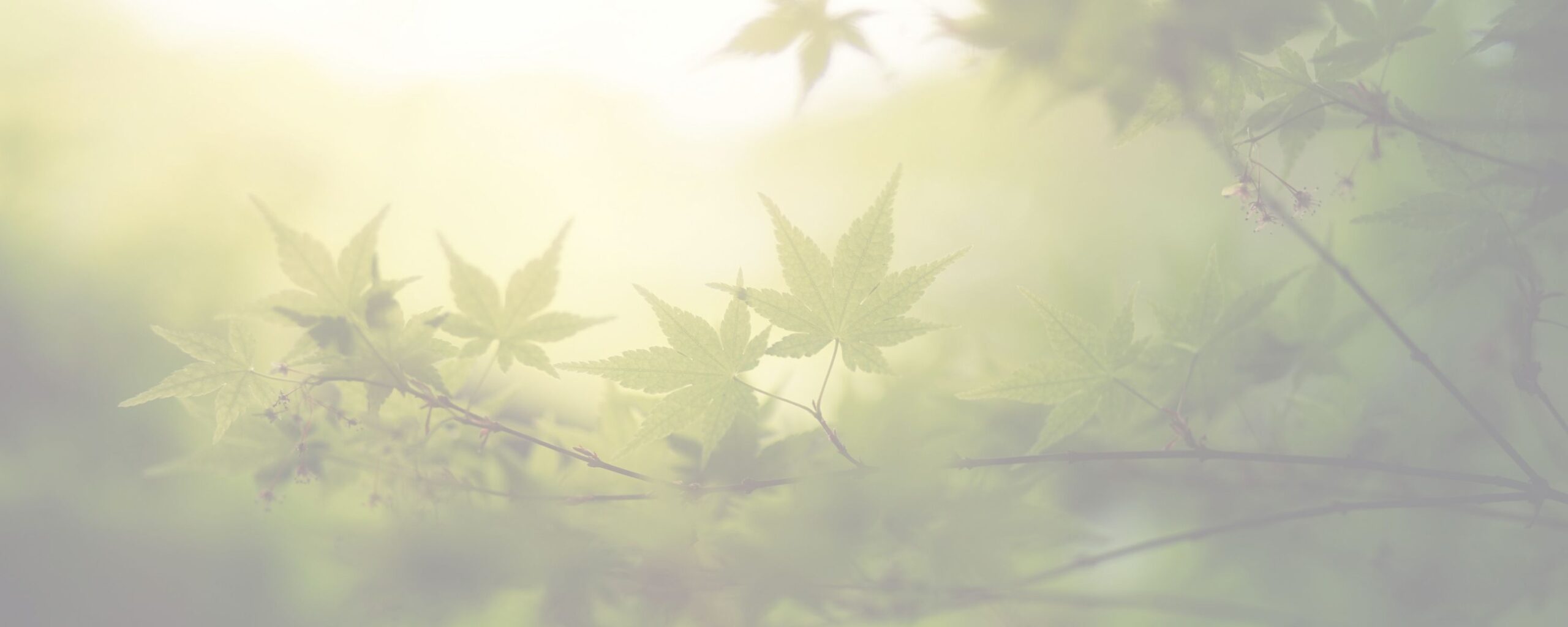 Abstract botanical illustration representing natural balance within an editorial context.