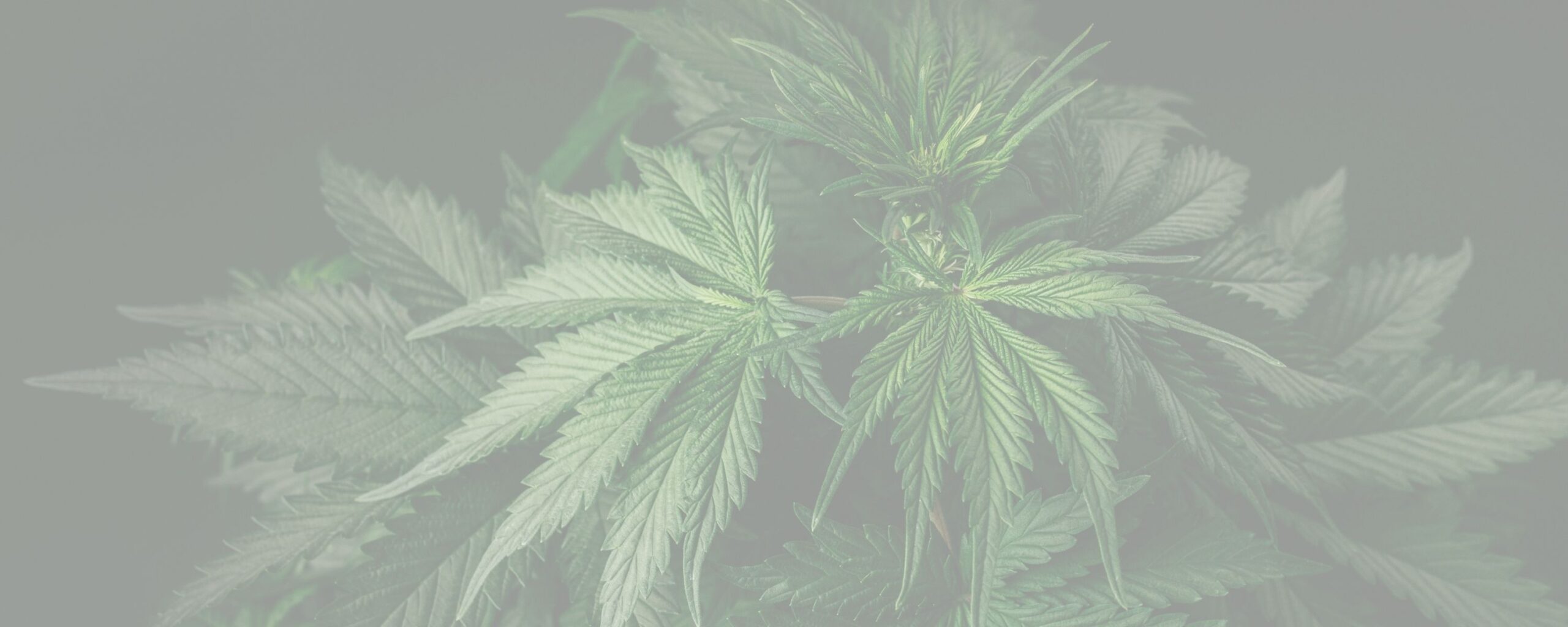 Abstract botanical illustration representing natural balance within an editorial context.