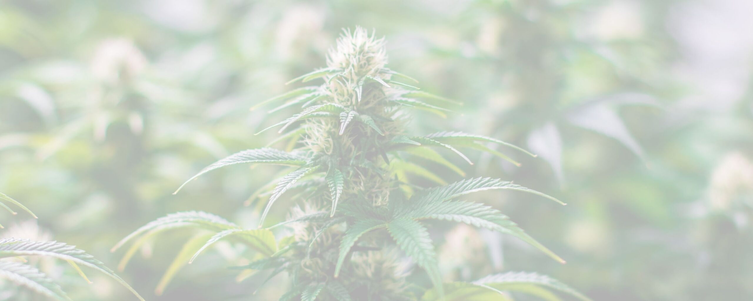 Abstract botanical illustration representing natural balance within an editorial context.