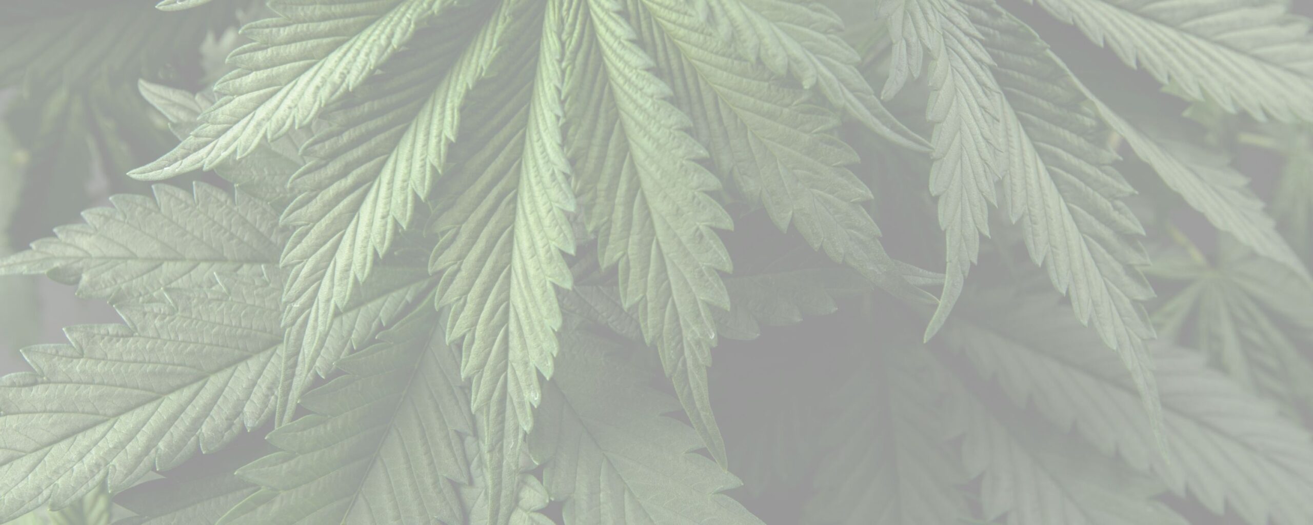 Abstract botanical illustration representing natural balance within an editorial context.