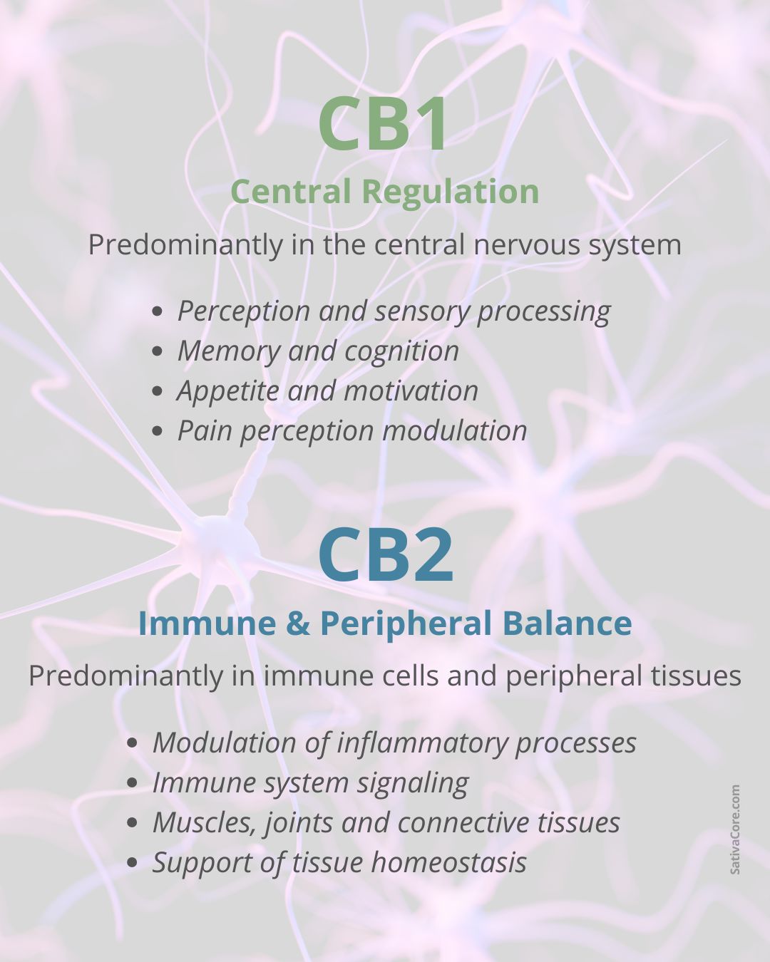 Diagram comparing CB1 and CB2 receptors and their roles in central regulation and peripheral inflammatory balance.