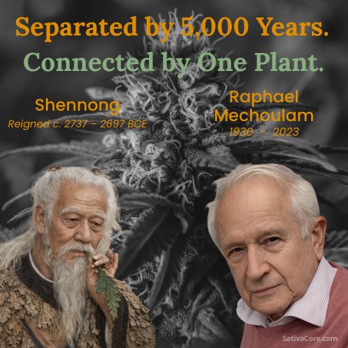 Shennong and Raphael Mechoulam representing 5000 years of cannabis knowledge and the discovery of the endocannabinoid system