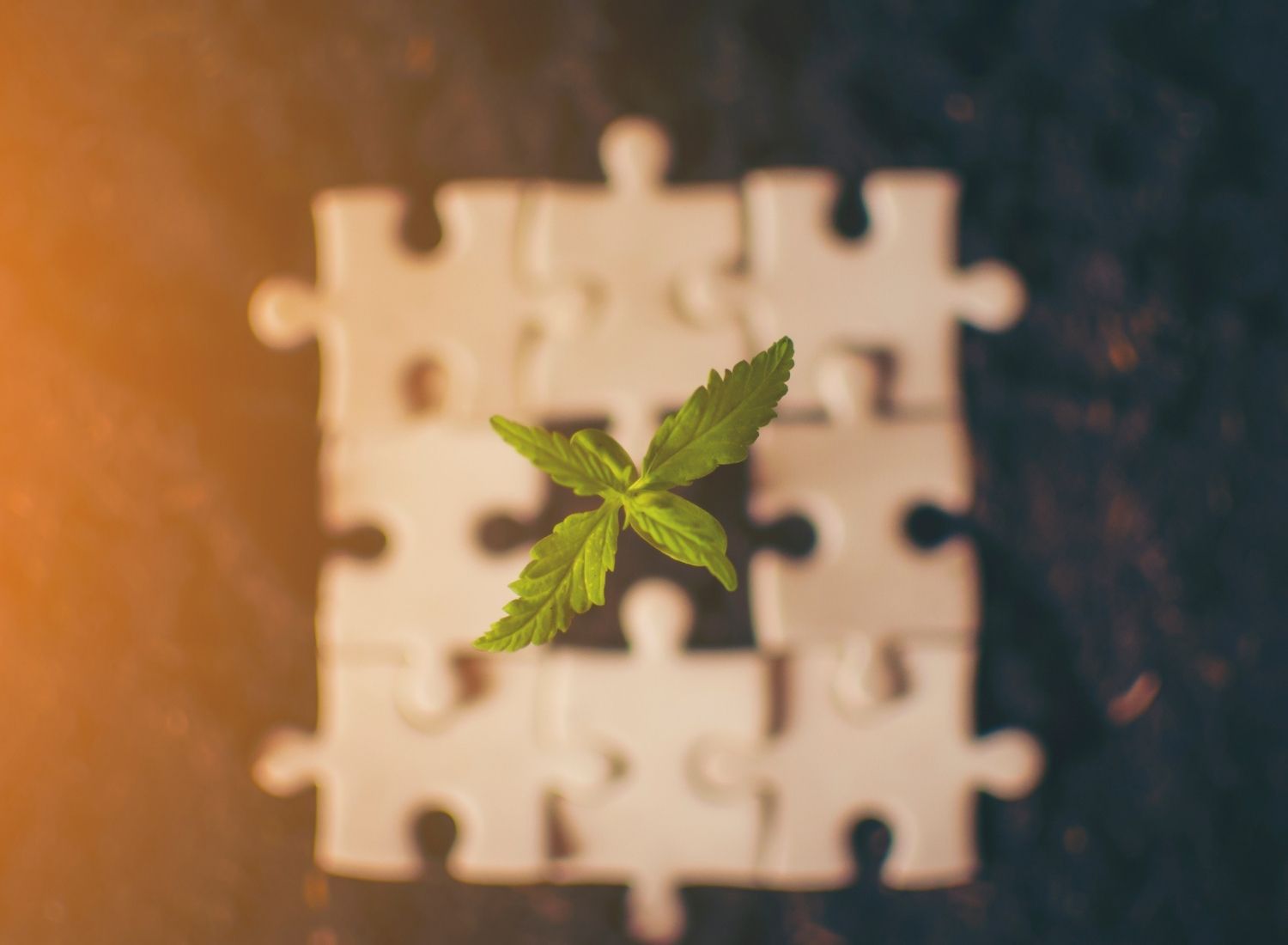 Hemp seedling growing beside a puzzle piece, representing endocannabinoid regulation and cognitive precision.