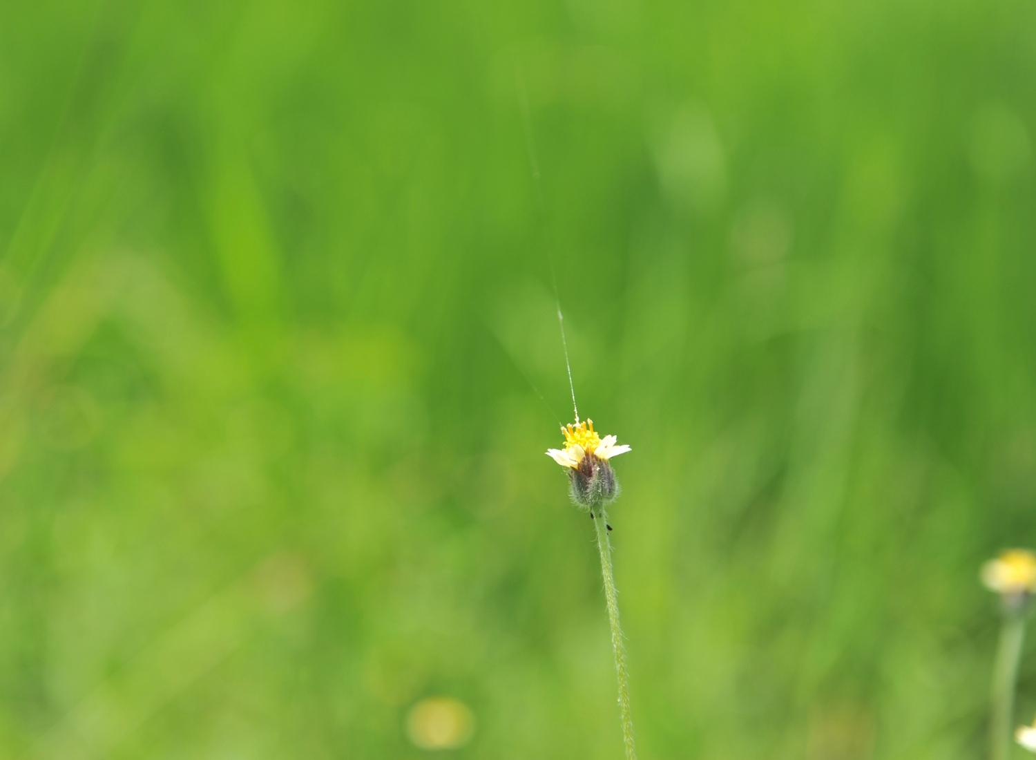 Small flower in sharp focus against a blurred green background, representing focus and flow